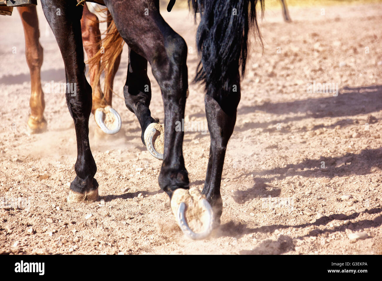 Details of horses walking. Stock Photo