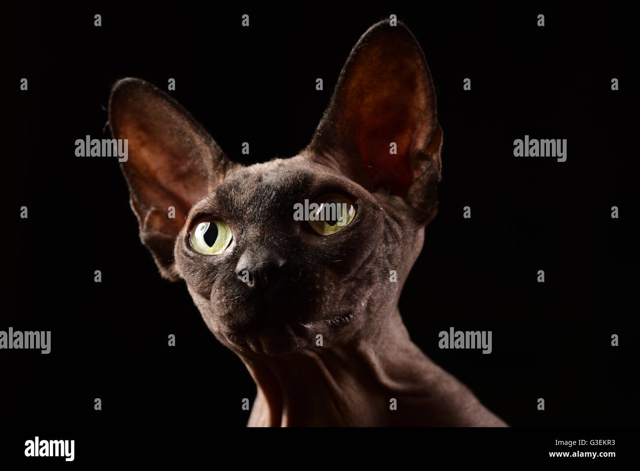 Sphynx Cat Portrait On Black Stock Photo Alamy