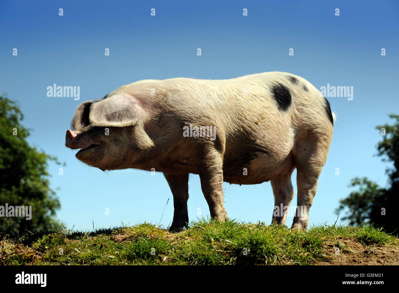 A Gloucester Old Spot pig on a hot day near Cirencester, Gloucestershire UK Stock Photo