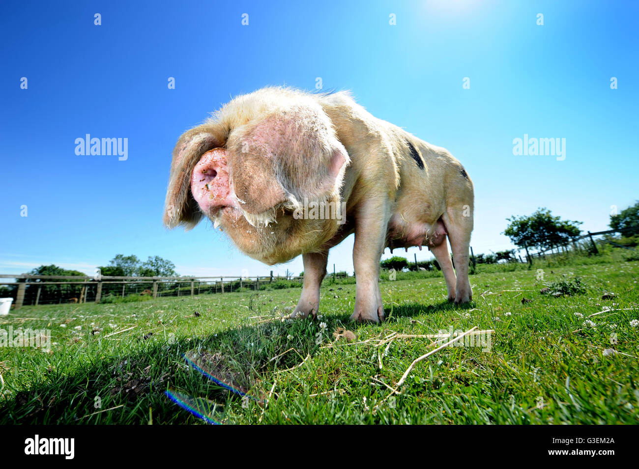 A Gloucester Old Spot pig on a hot day near Cirencester, Gloucestershire UK Stock Photo
