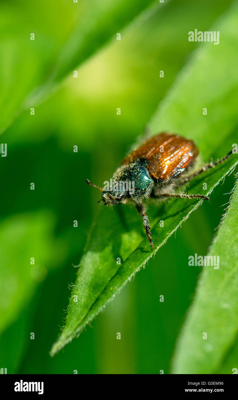 The adult European chafer beetle. Stock Photo