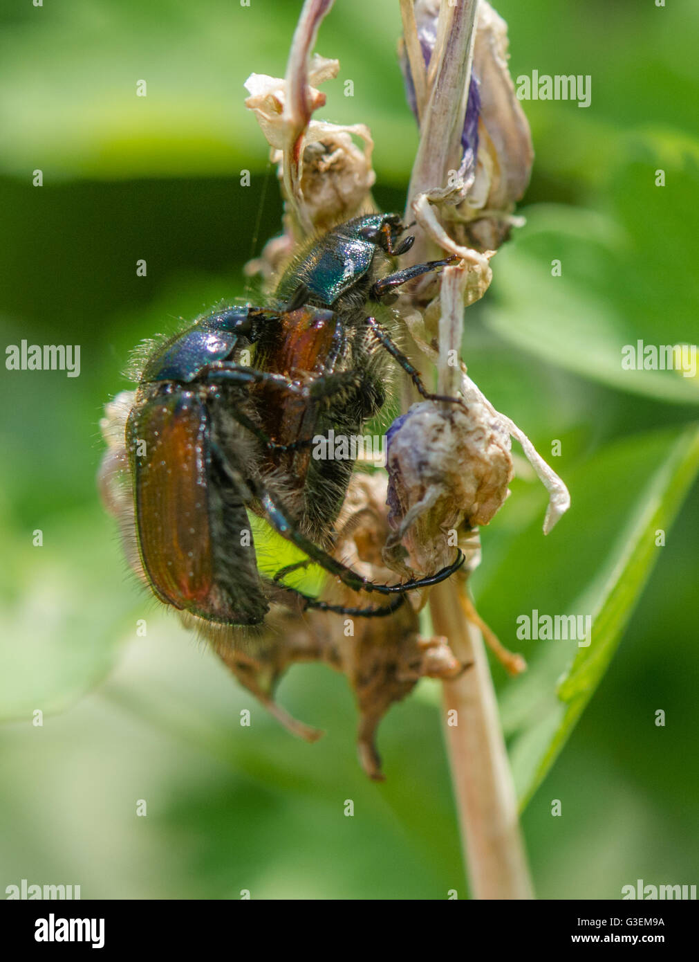 The adult European chafer beetle. Stock Photo