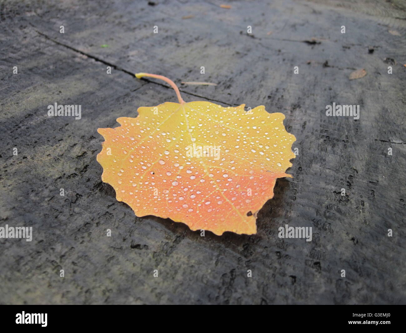 Single Autumn Leaf Images – Browse 95,399 Stock Photos, Vectors