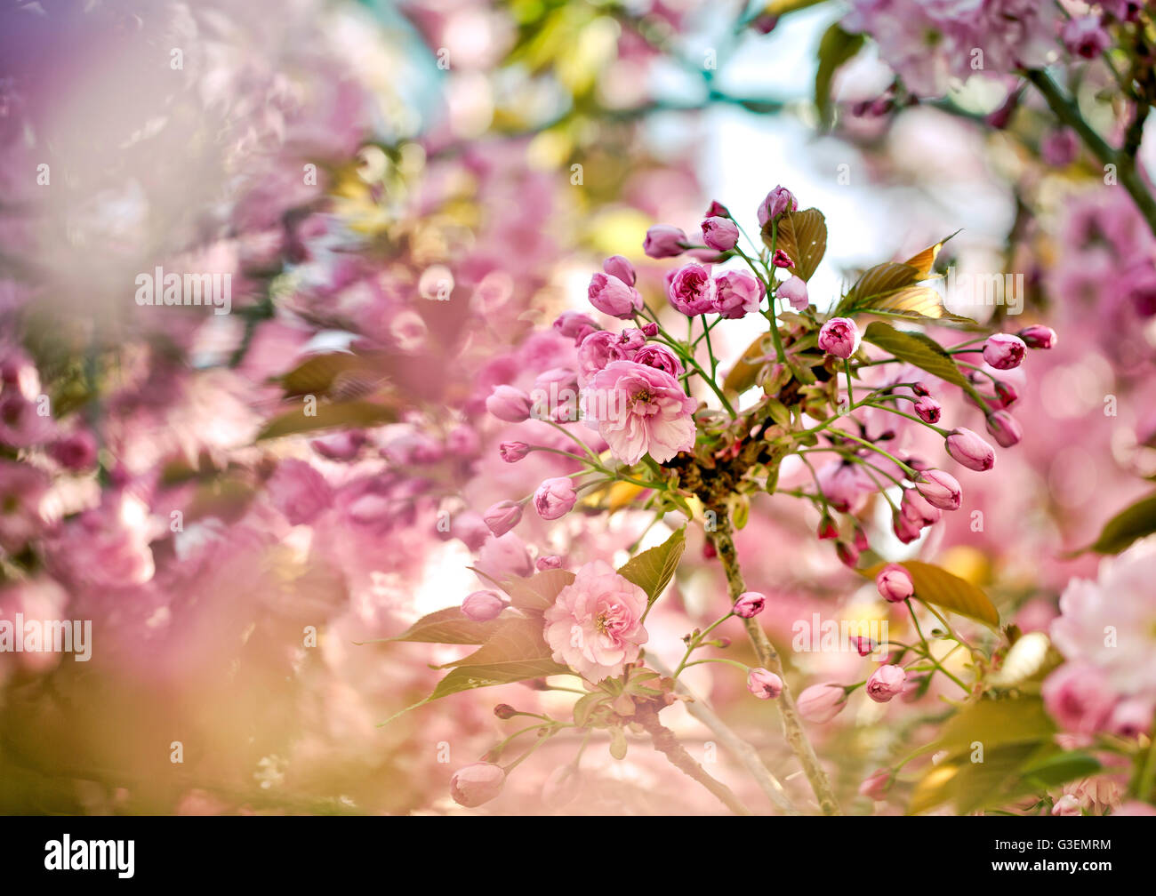 Cherry Tree with bright Pink Blossom on a sunny spring day Stock Photo ...