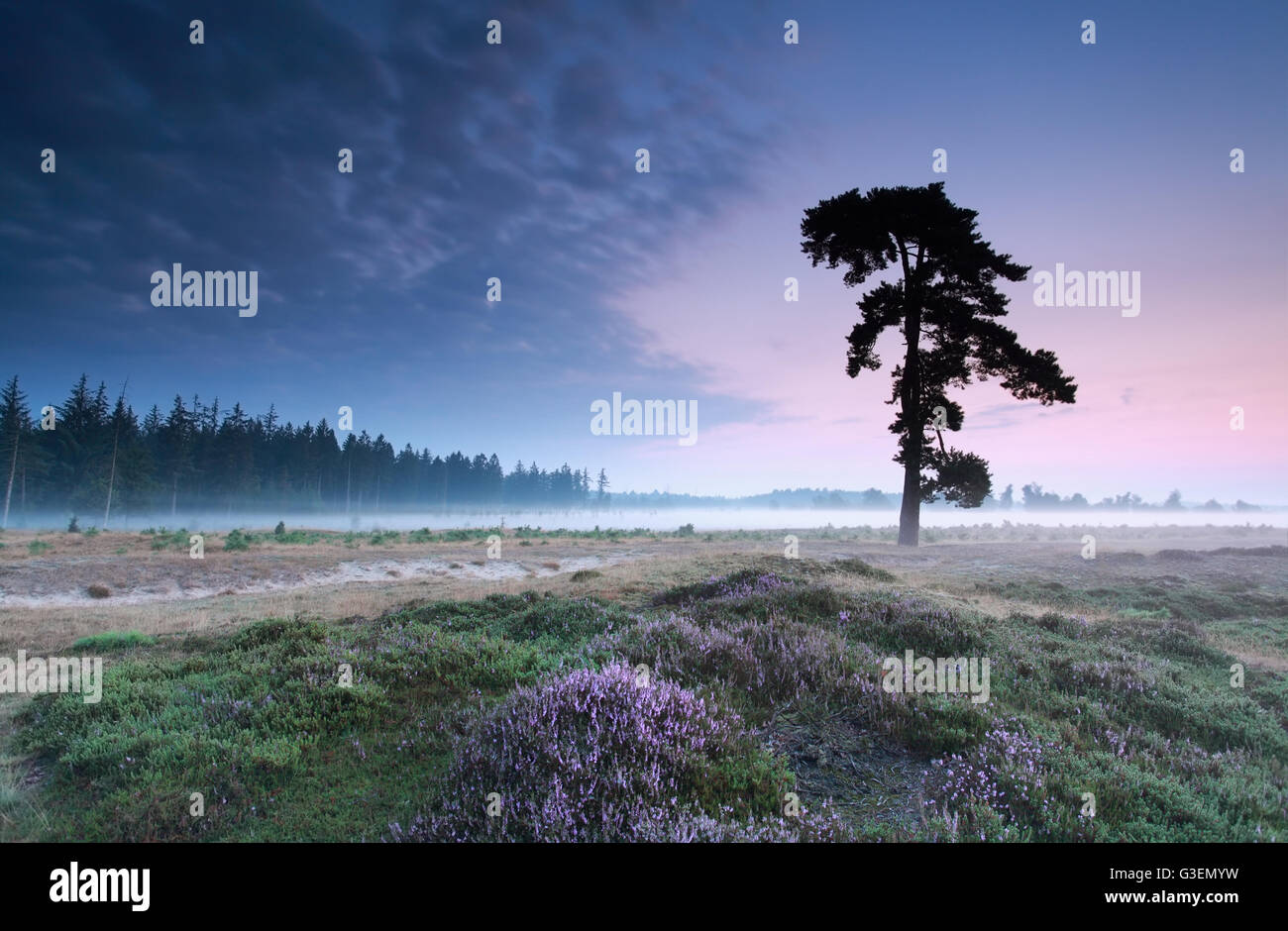 pine tree on heathland in summer, Friesland, Netherlands Stock Photo