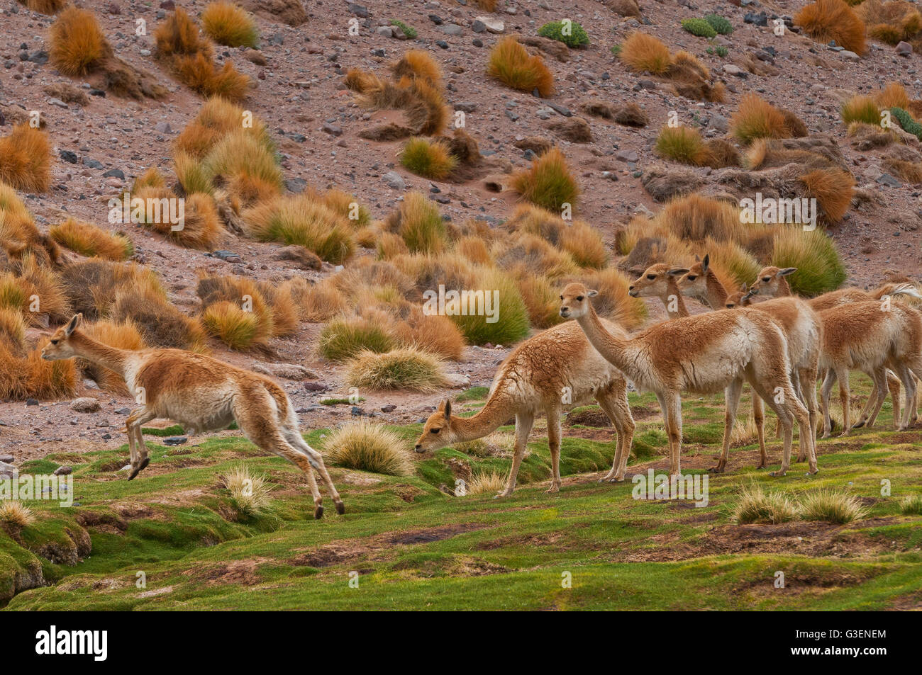 Puna Catamarqueña, Vicuñas Stock Photo