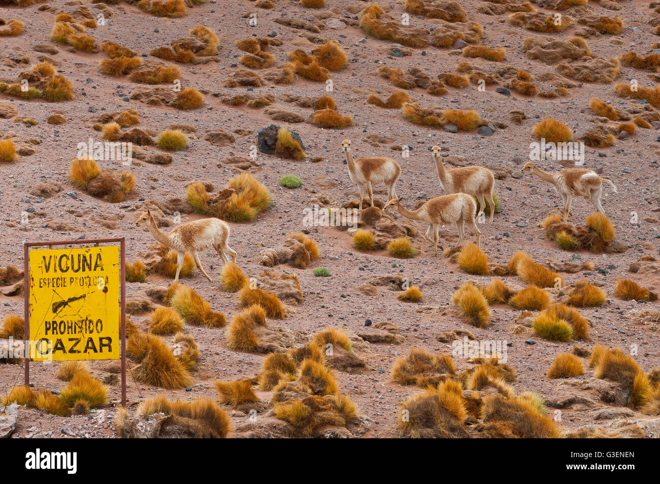Puna Catamarqueña, Vicuñas Stock Photo