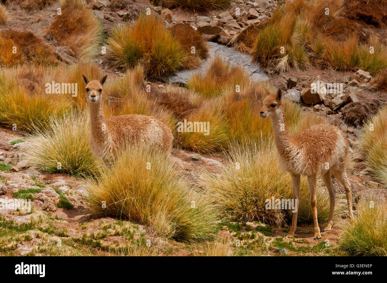 Puna Catamarqueña, Vicuñas Stock Photo