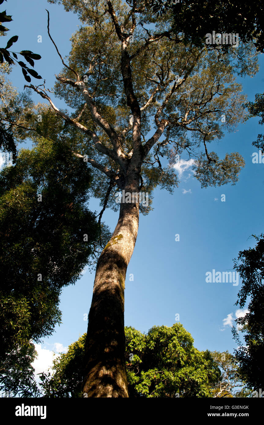 Misiones, Countryside Tree Stock Photo