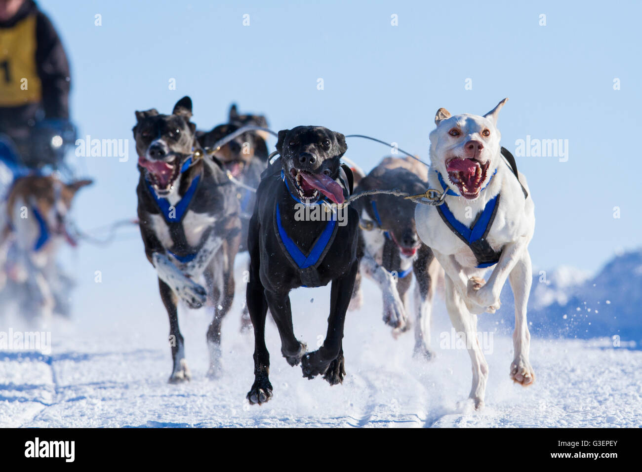International Lanaudiere dog sledding race, Quebec, Canada Stock Photo
