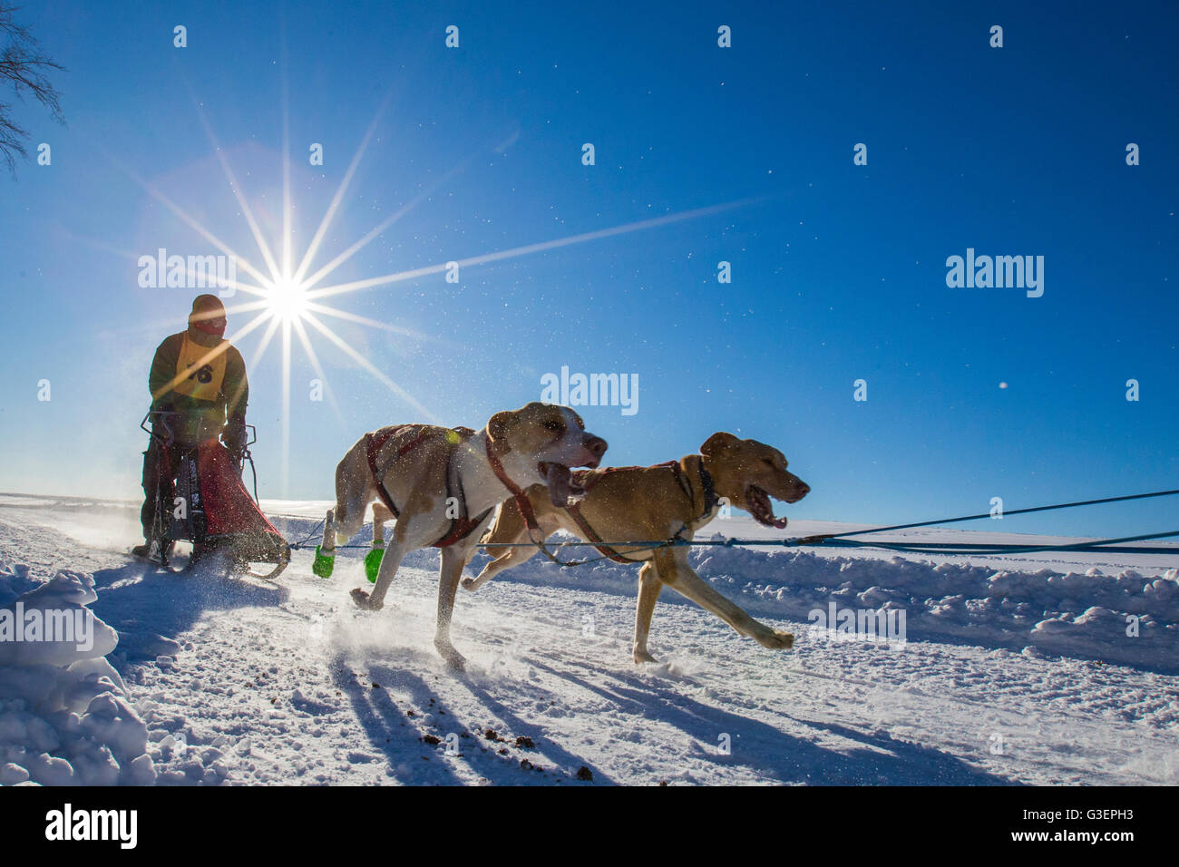 International Lanaudiere dog sledding race, Quebec, Canada Stock Photo