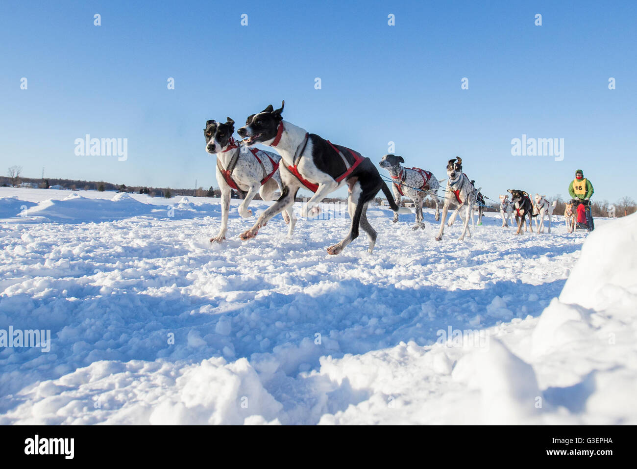 International Lanaudiere dog sledding race, Quebec, Canada Stock Photo