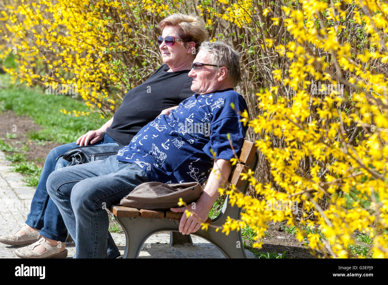 Adult Senior Couple bench Senior people in a flowering park, Prague Czech Republic Spring Forsythia x intermedia hedge old people on bench pensioners Stock Photo