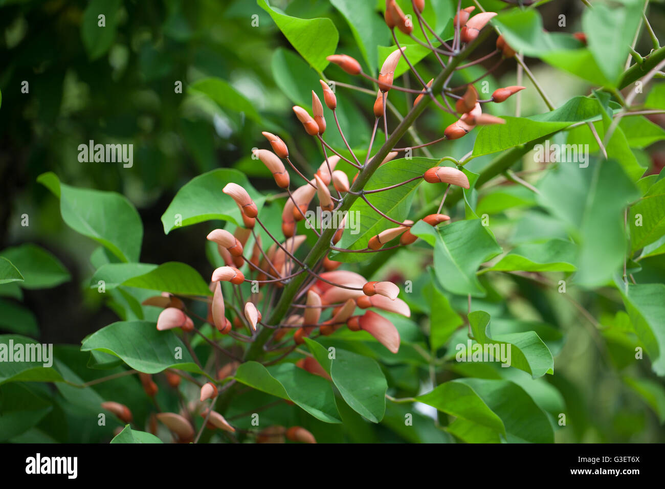 Erythrina herbacea Stock Photo