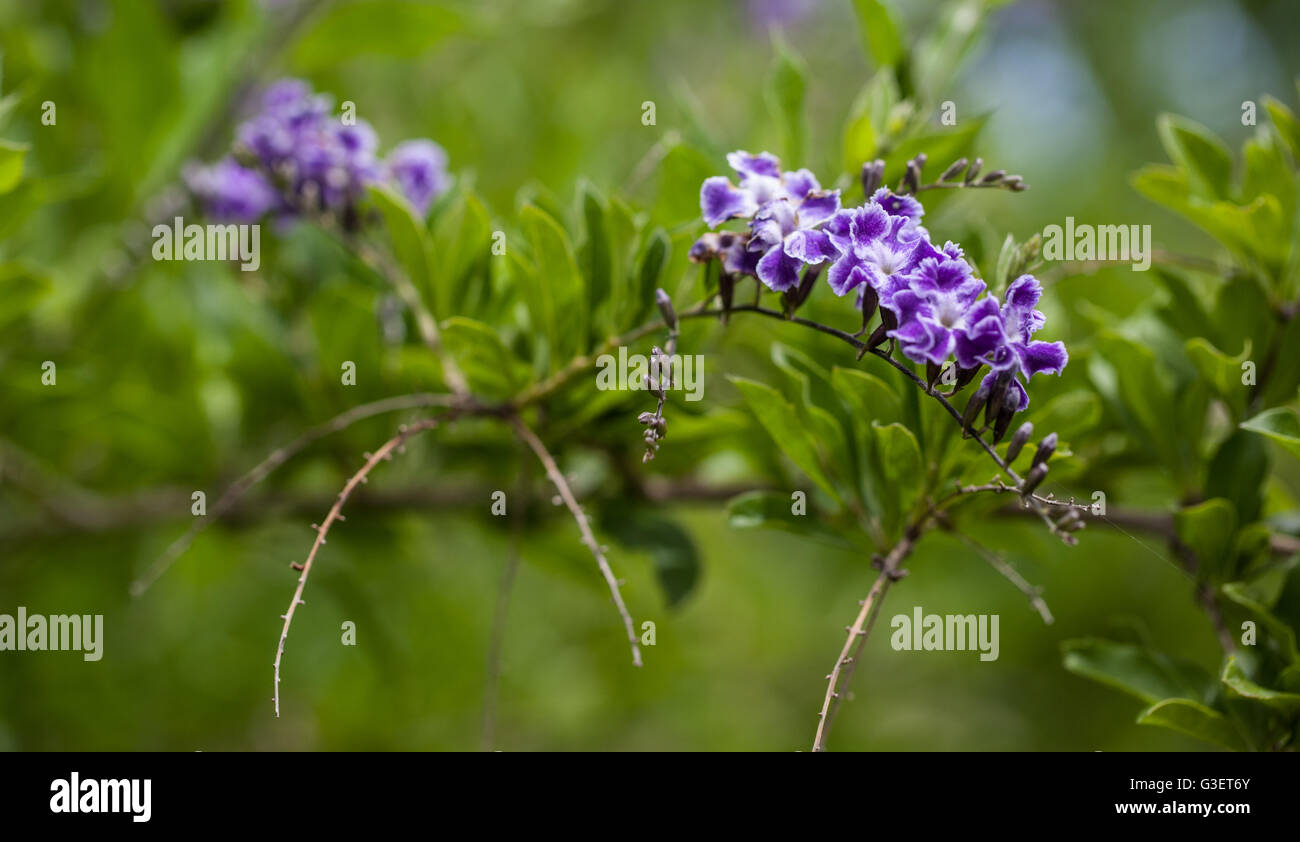 Duranta hi-res stock photography and images - Alamy