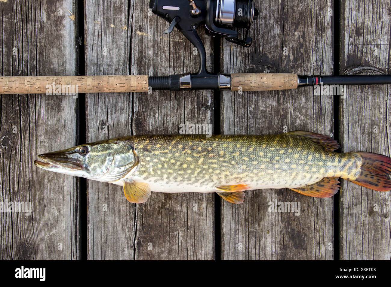 Northern pike on fishing rod hi-res stock photography and images
