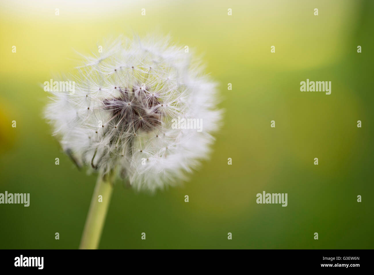 Close up of dandelion seed head in Spring Stock Photo