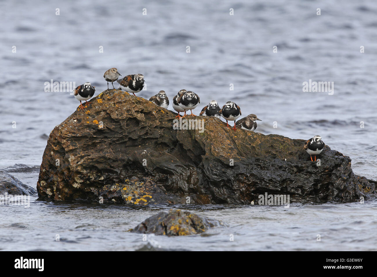 Ruddy Turnstones, Arenaria interpres, roosting together on a rock at high tide Stock Photo