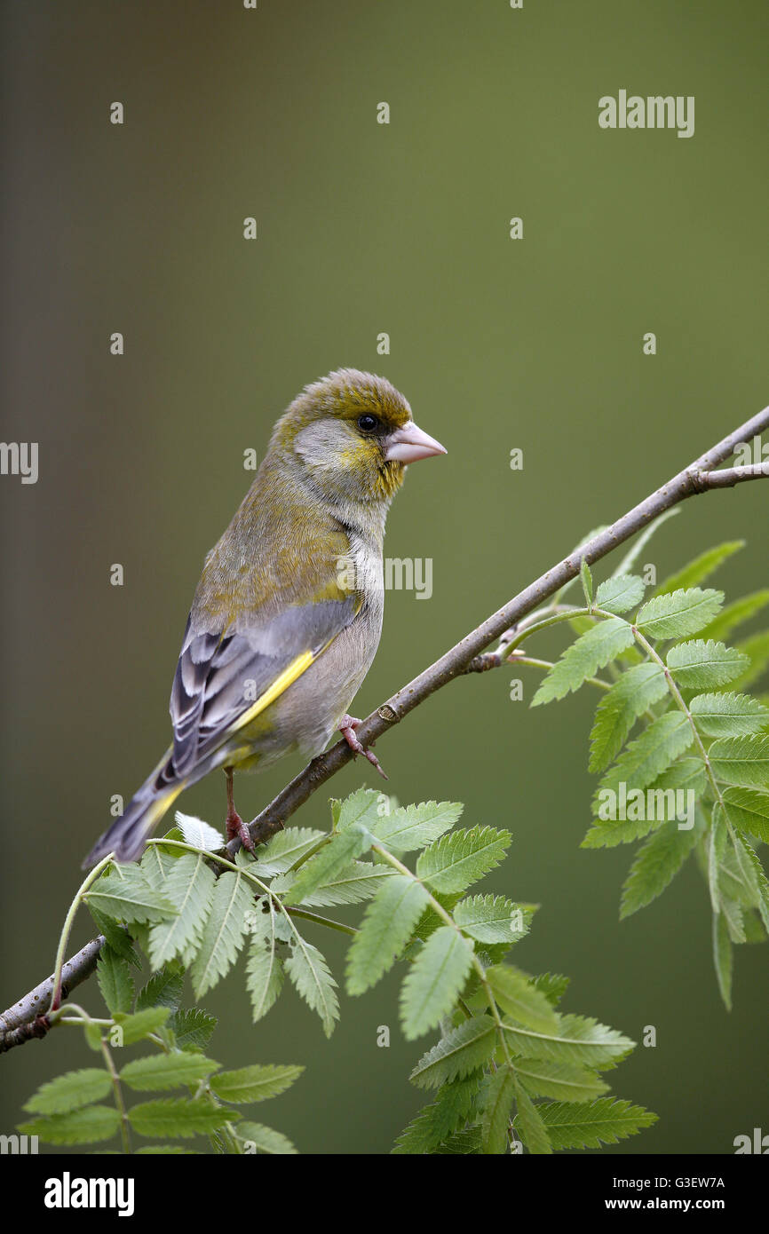 European Greenfinch, Carduelis chloris, female perched on Spring twig Stock Photo
