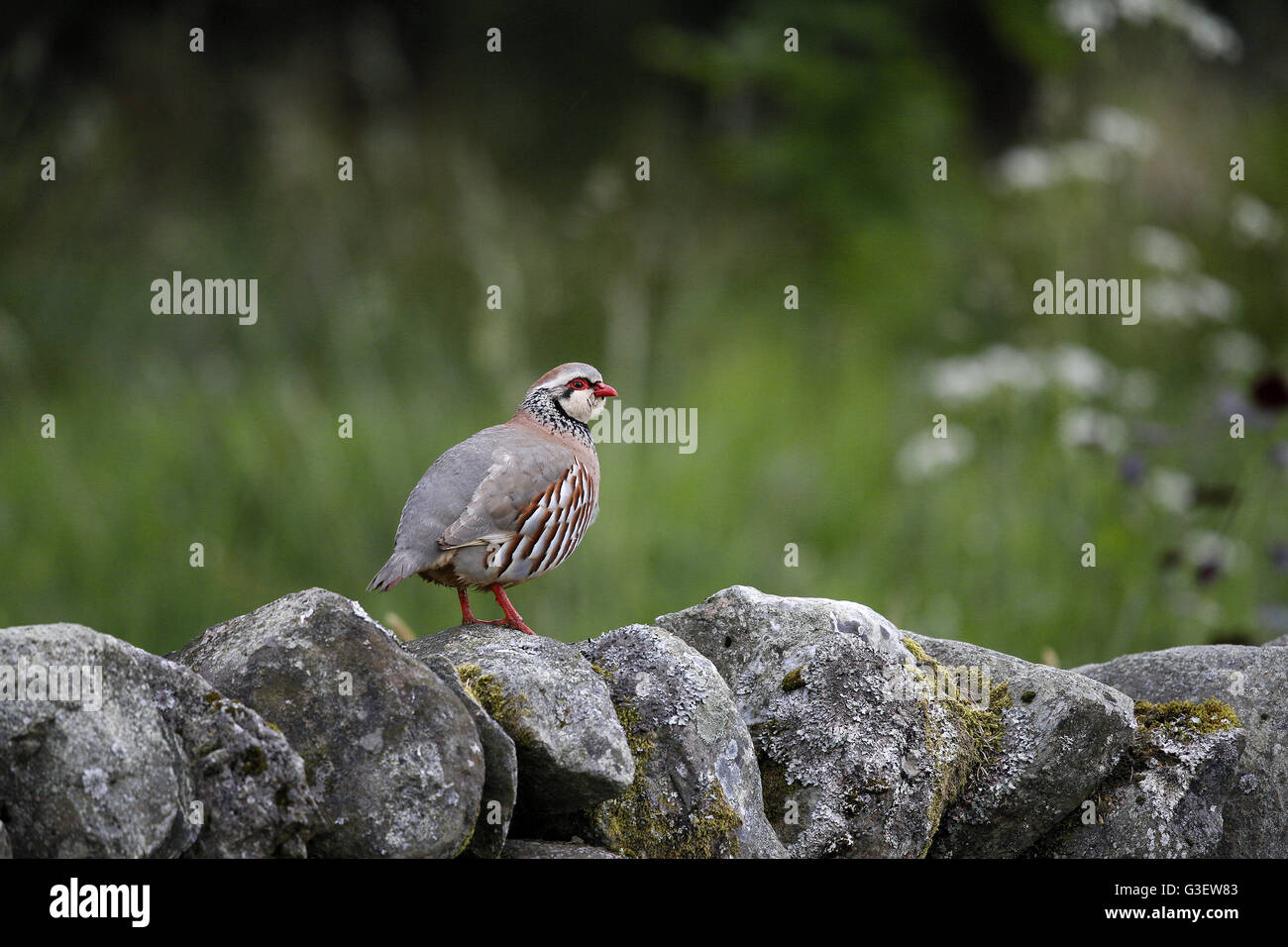 Red-legged Partridge, Alectoris rufa, on low wall Stock Photo