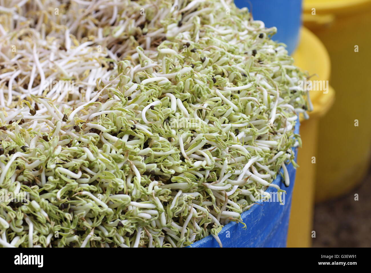 bean sprouts made from the greenish-capped mung beans being sprouted in  a container Stock Photo