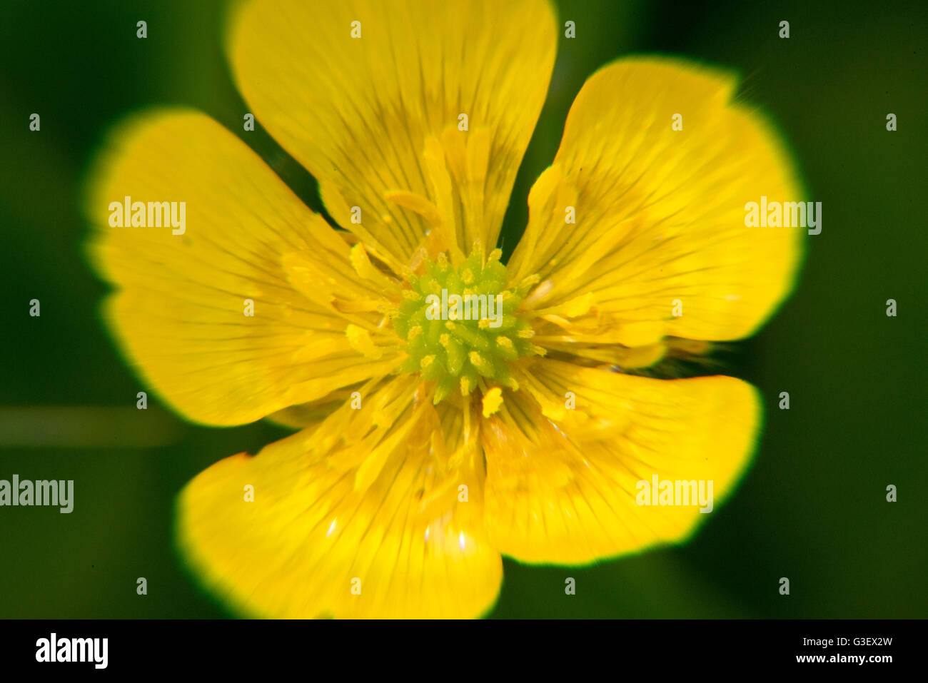Buttercup flower close Stock Photo Alamy