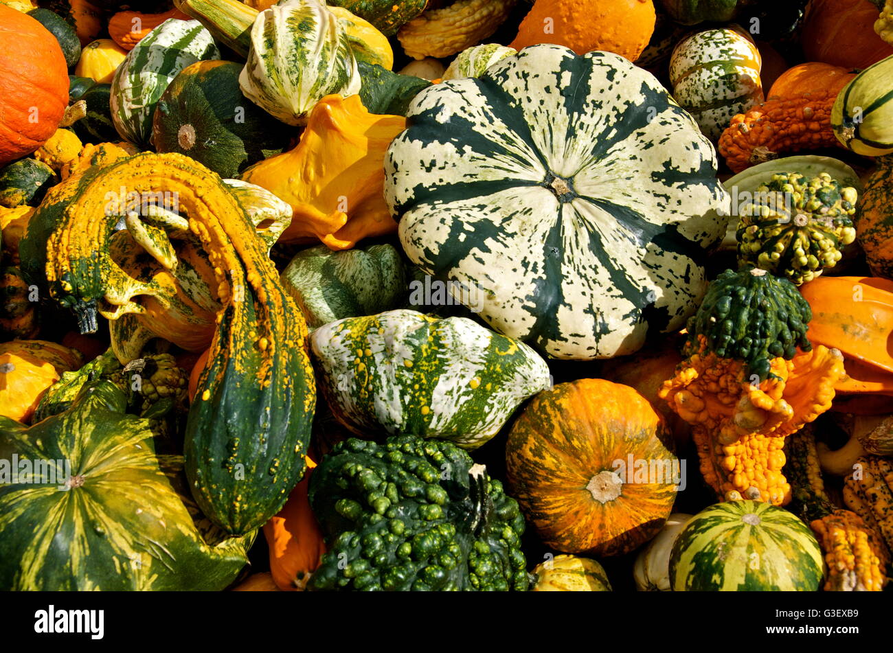 Forbidden Fruit. Decorative Pumkins, attractive but not edible. Stock Photo