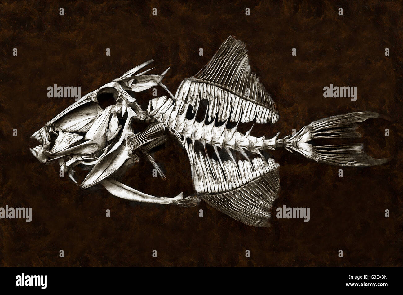 Fish skeleton b hi-res stock photography and images - Alamy
