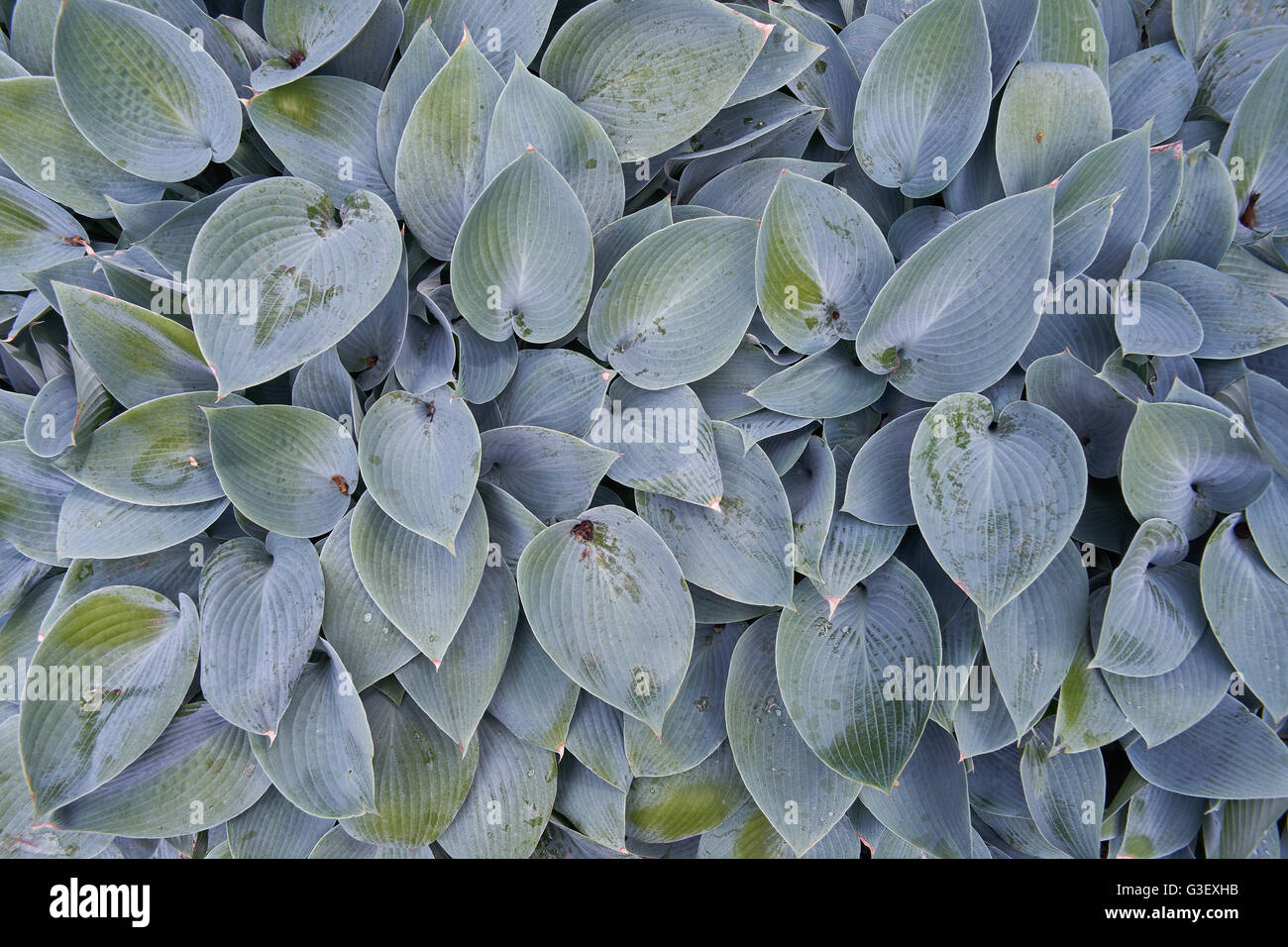 Hosta plantain lily multiple leaves Stock Photo