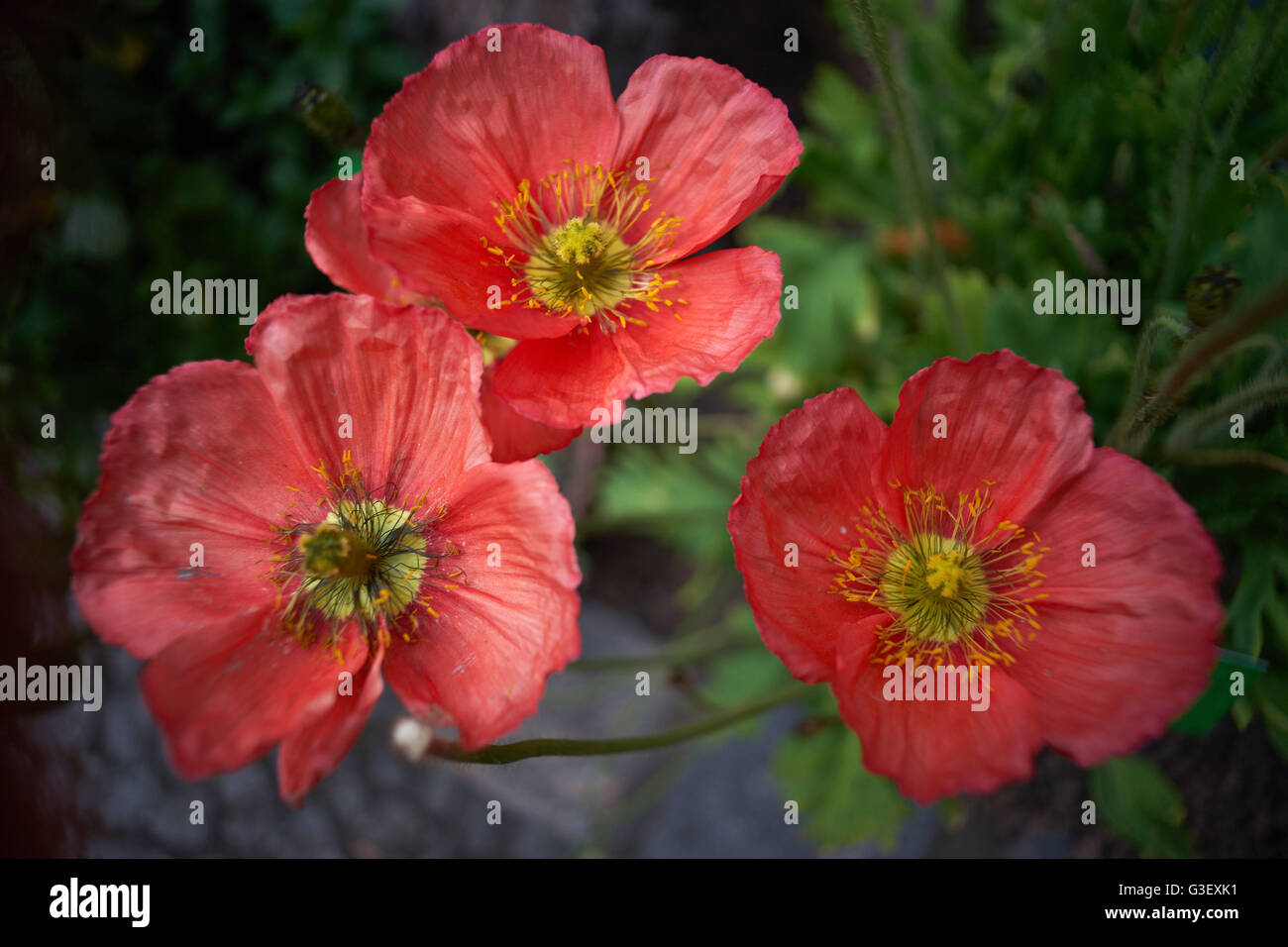 Three red Iceland poppy poppies close up Papaver nudicaule Stock Photo