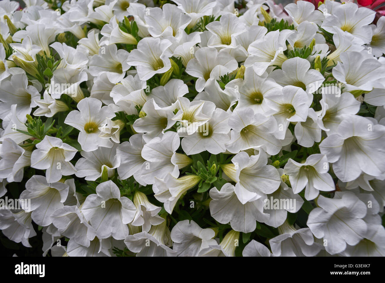 Lush white petunias blooming close up Stock Photo