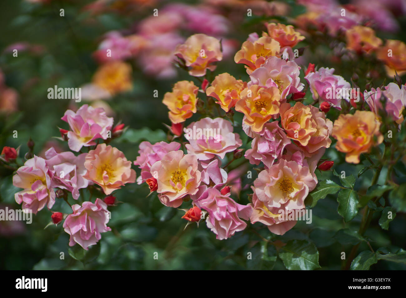 All that jazz rose hi-res stock photography and images - Alamy