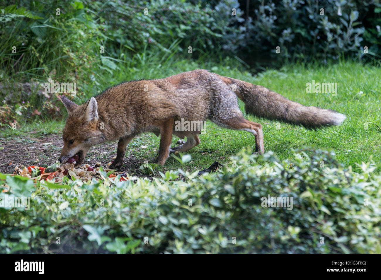London is overwhelmed with foxes. They are even more active during the Spring months. The four-legged animals take over the stre Stock Photo