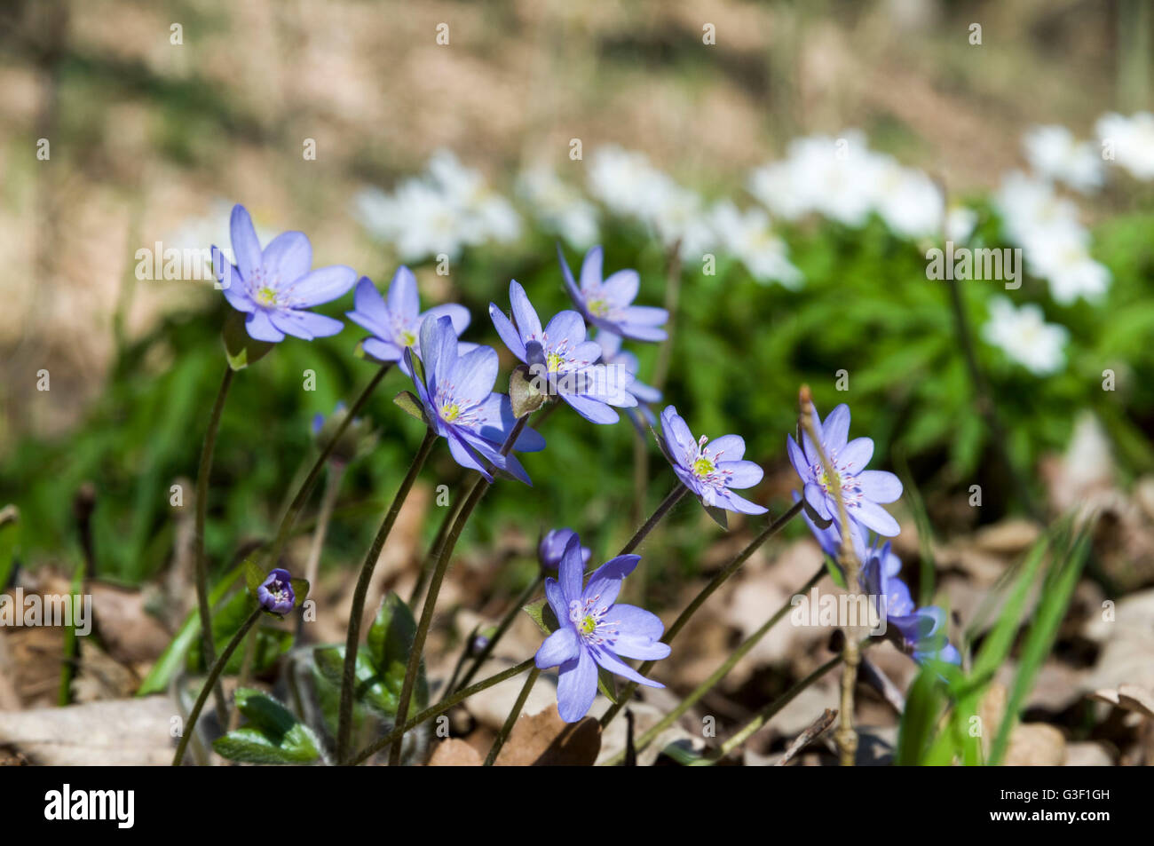 Liverworts, spring flowers in the forest, Bavaria, Germany Stock Photo ...