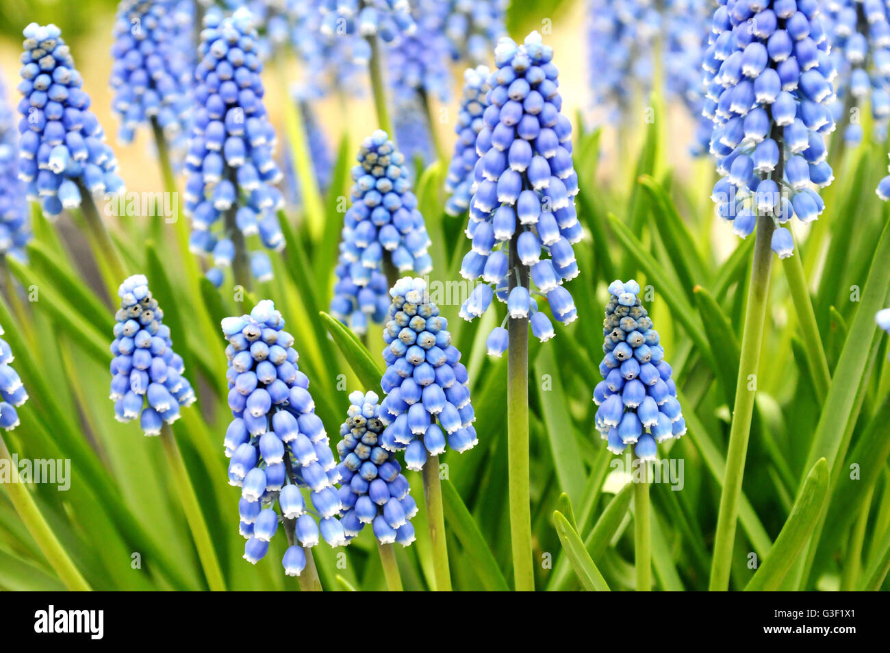 Muscari 'Armeniacum' grape hyacinths, blue, Willem Alexander, hall