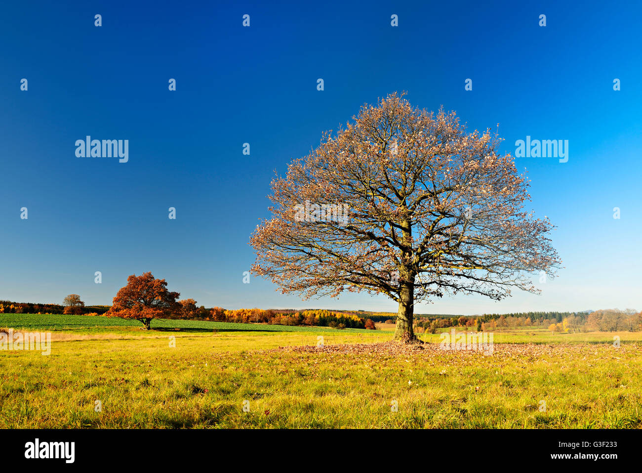 Solitary oaks on meadow in autumn, Harz, near Hasselfelde, Saxony-Anhalt, Germany Stock Photo