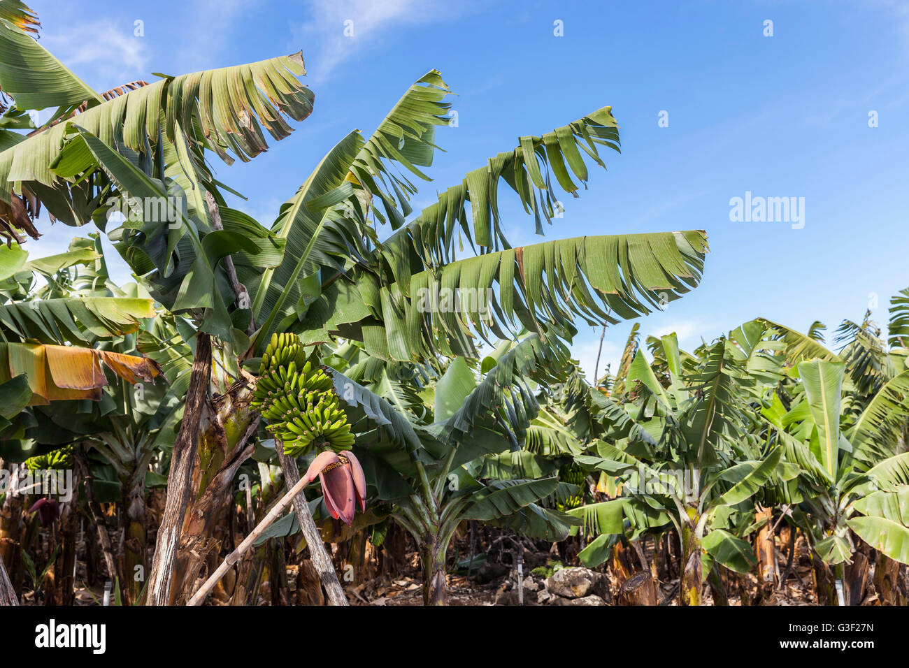 Banana plantation near san andres hires stock photography and images