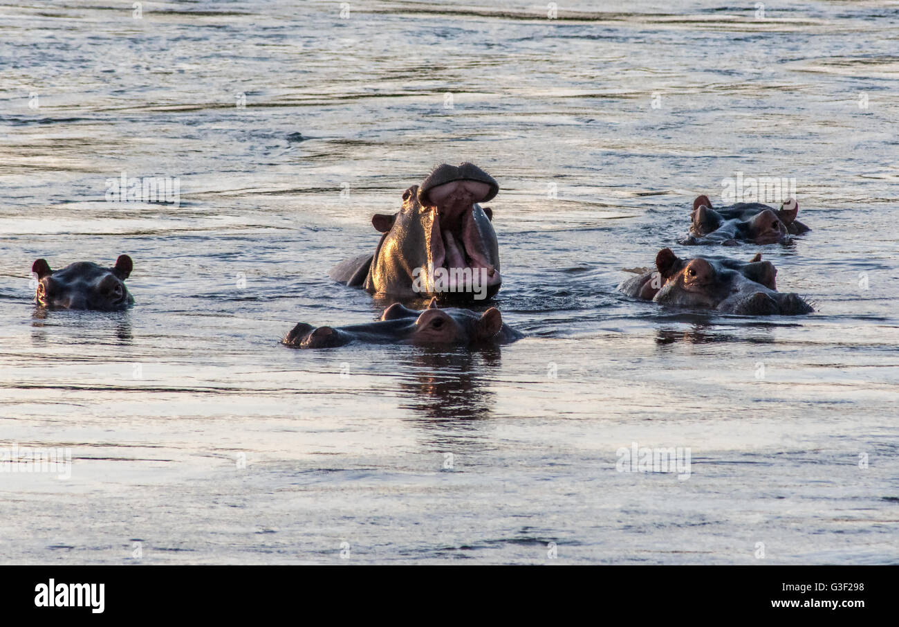 Hippo's in the River Zambezi in Zimbabwe Stock Photo
