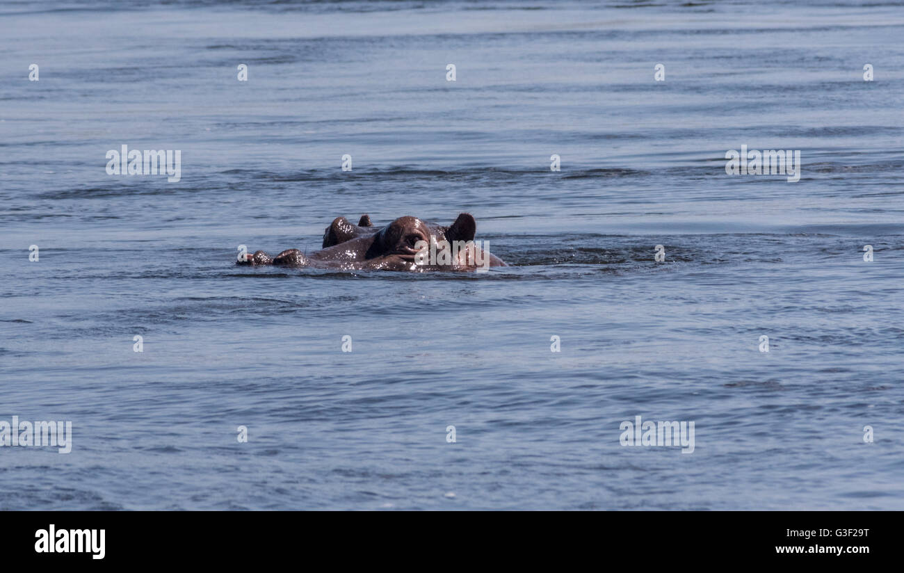 A Hippo in the River Zambezi in Zimbabwe Stock Photo