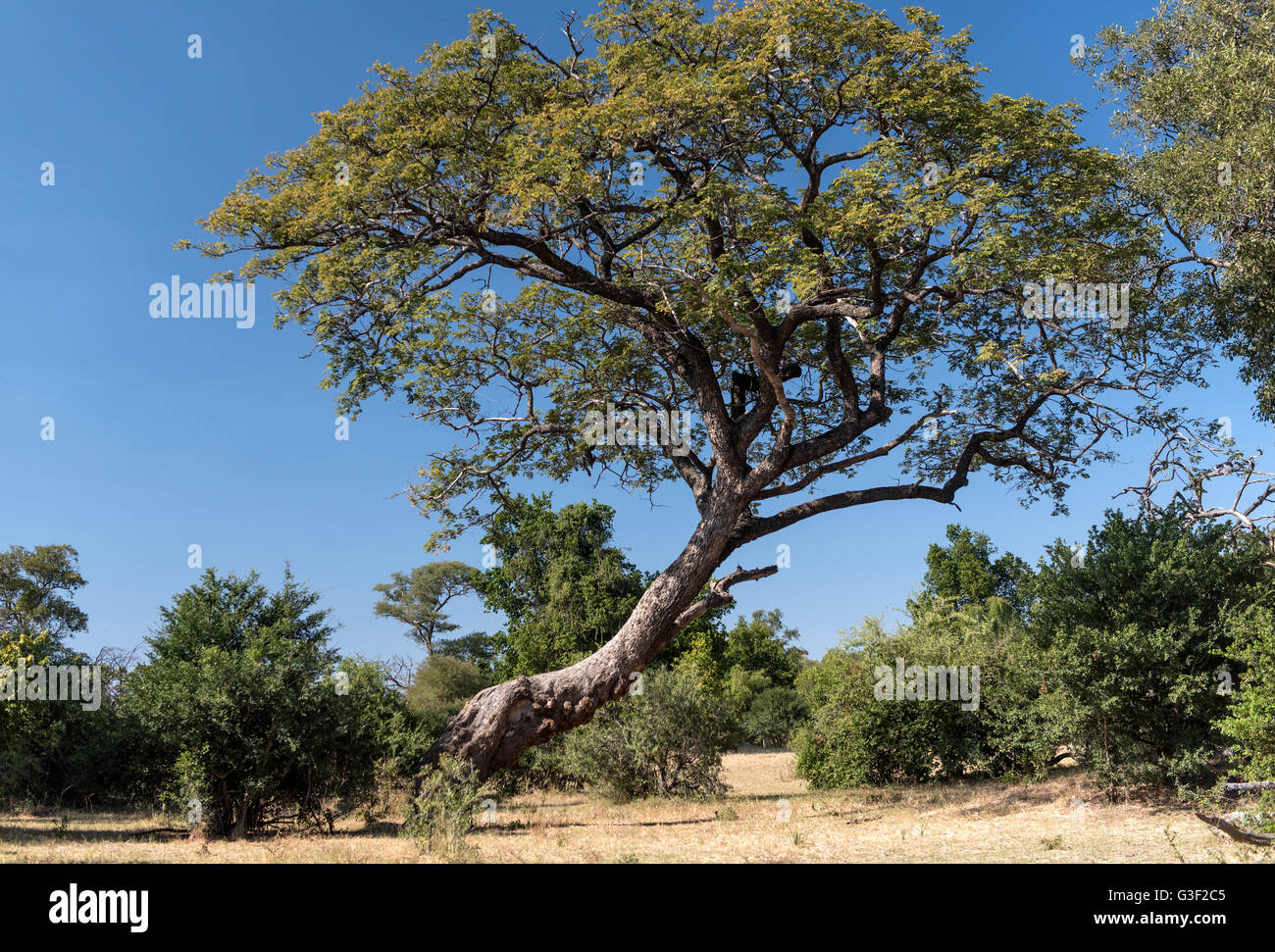 African Teak Tree on the Zambezi River Game Drive in Zimbabwe Stock
