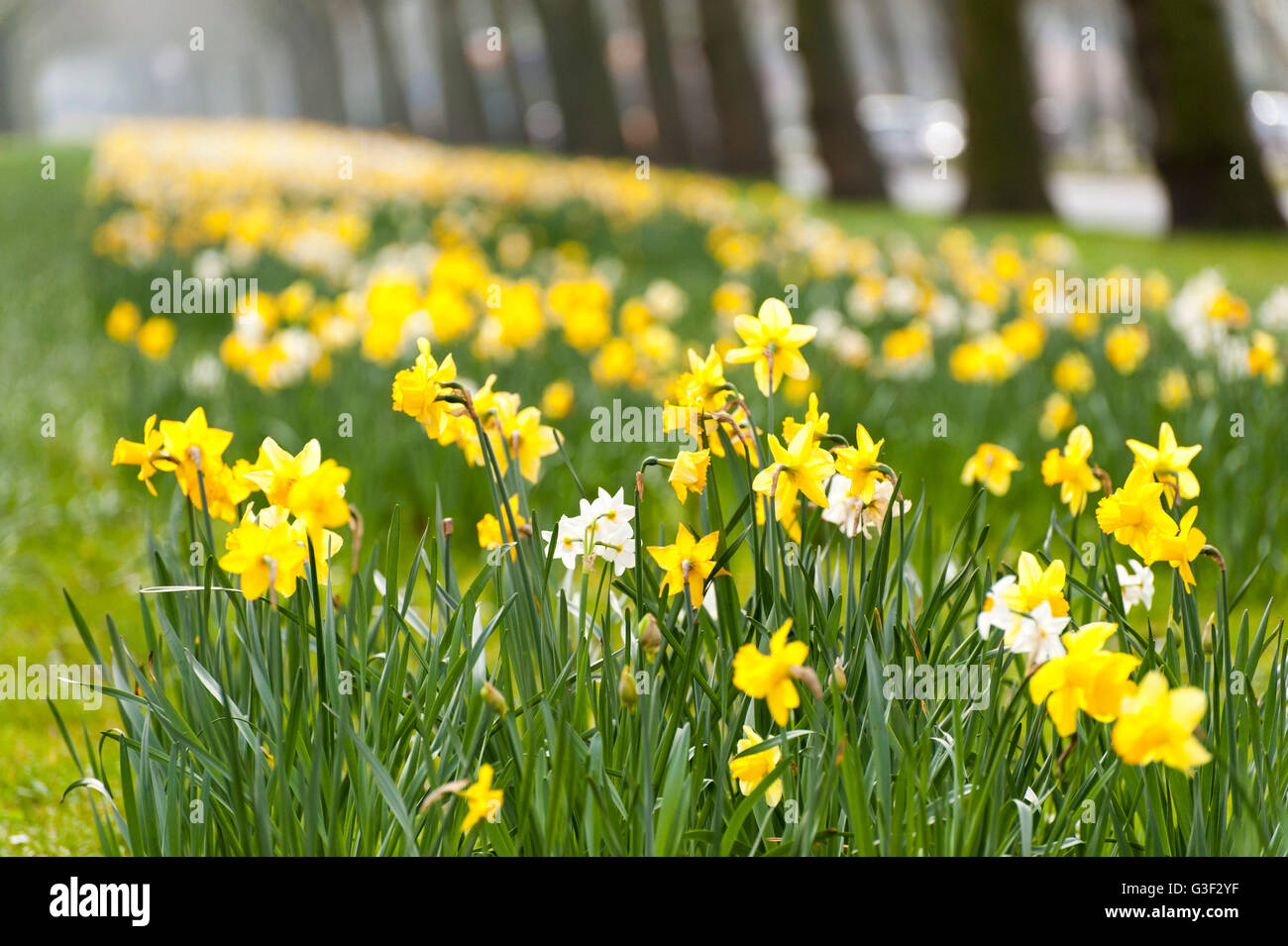 Everybody with daffodils in the Amstelpark, Amsterdam Zuid, Amsterdam the south, Amsterdam, Holland, Netherlands Stock Photo