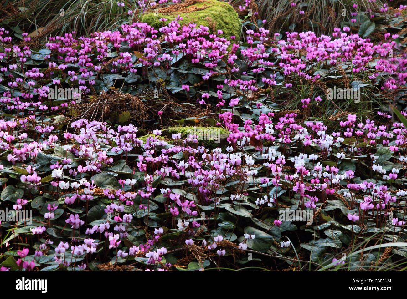 sowbread, Cyclamen purpurascens Stock Photo