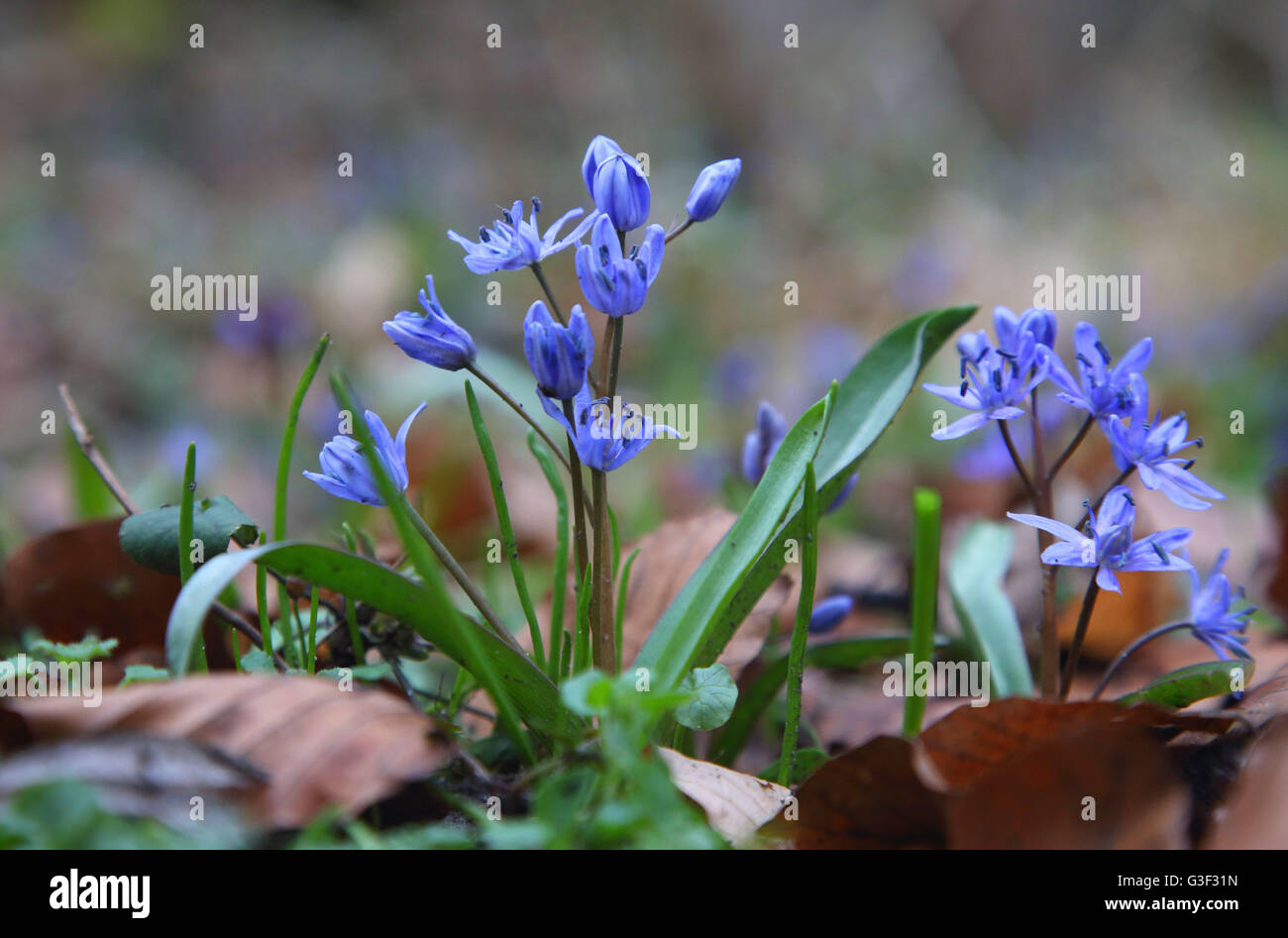 Alpine squill, Scilla bifolia Stock Photo - Alamy