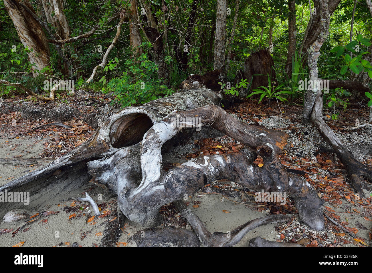 Driftwood on the Beach, Newell Beach, Newell, Queensland, Australia