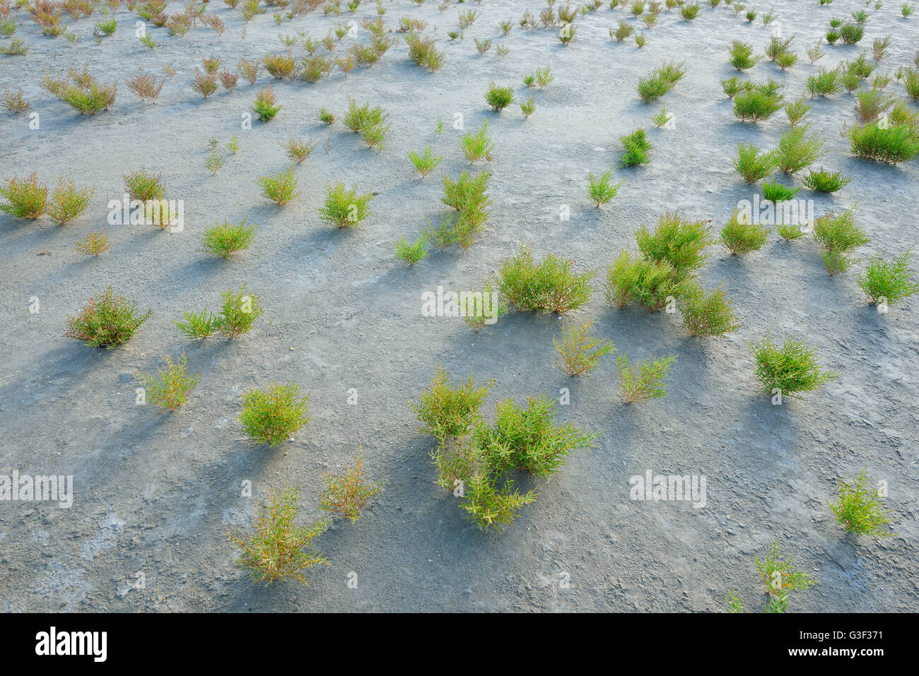 Dry Marshland with Common Glasswort, Salicornia europaea, in Summer, Digue a la Mer, Carmague, Provence Alpes Cote d Azur, Bouches du Rhone, France Stock Photo