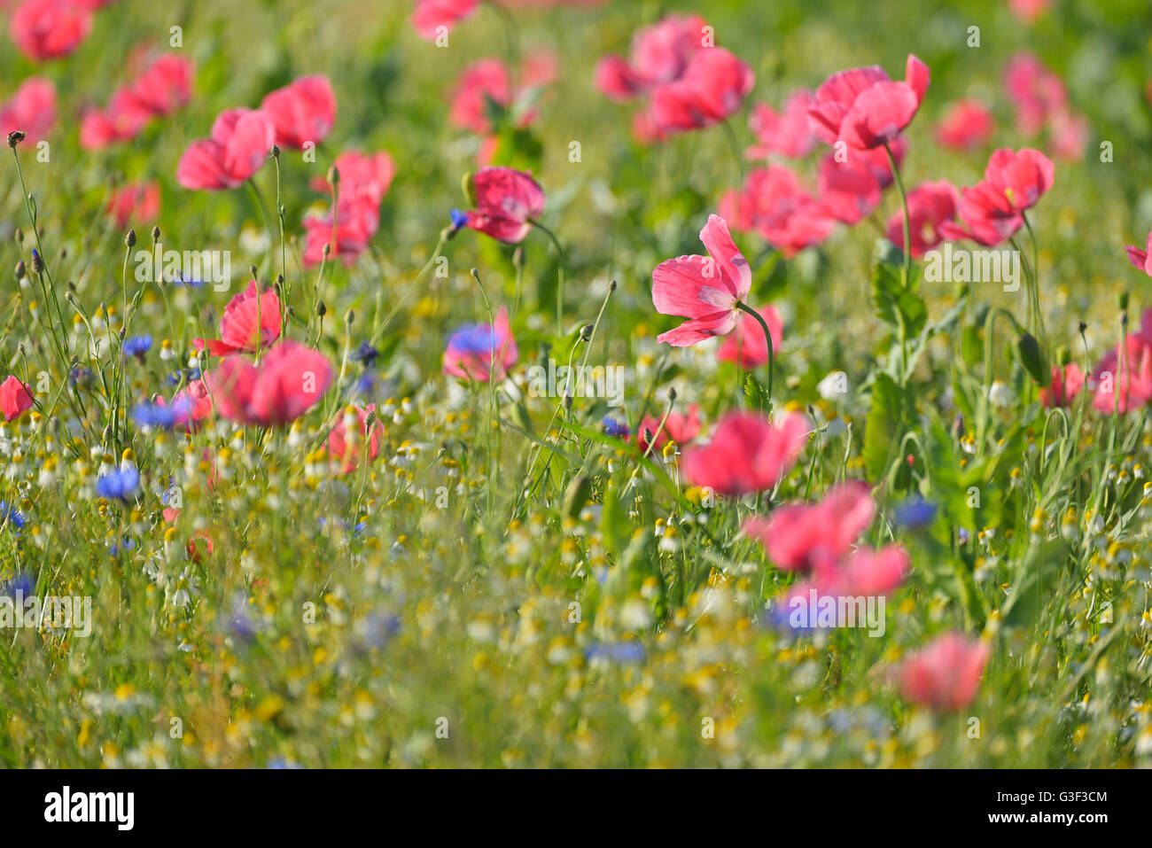 Opium poppy field hi-res stock photography and images - Alamy
