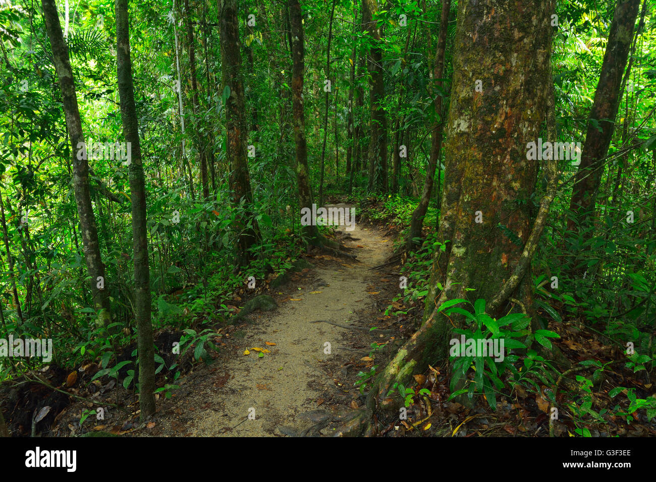 Rainforest Walk, Daintree Rainforest, Mossman Mossman