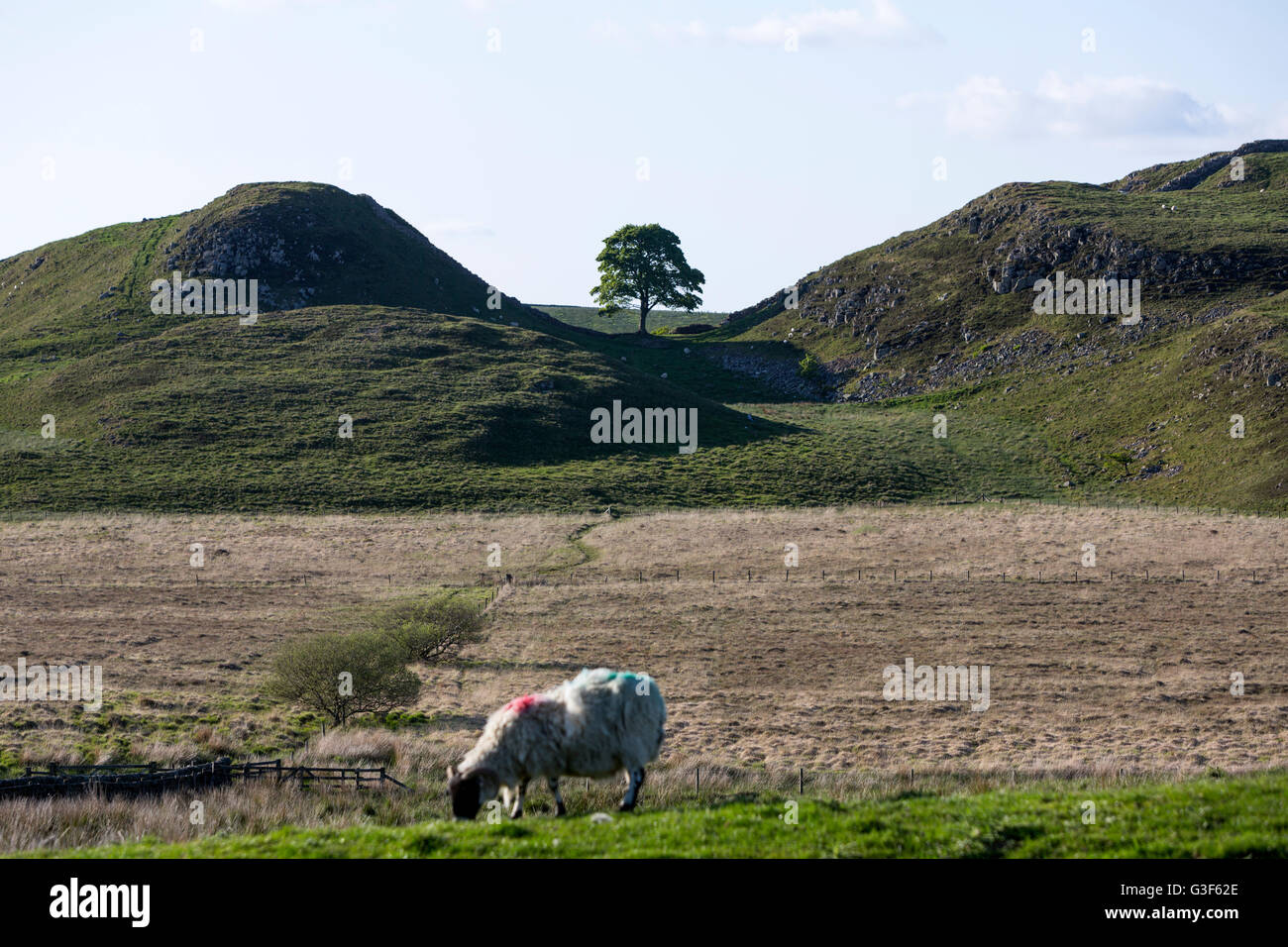 Sheep and the Sycamore Gap and Robin Hood tree, Hadrian's Wall ...