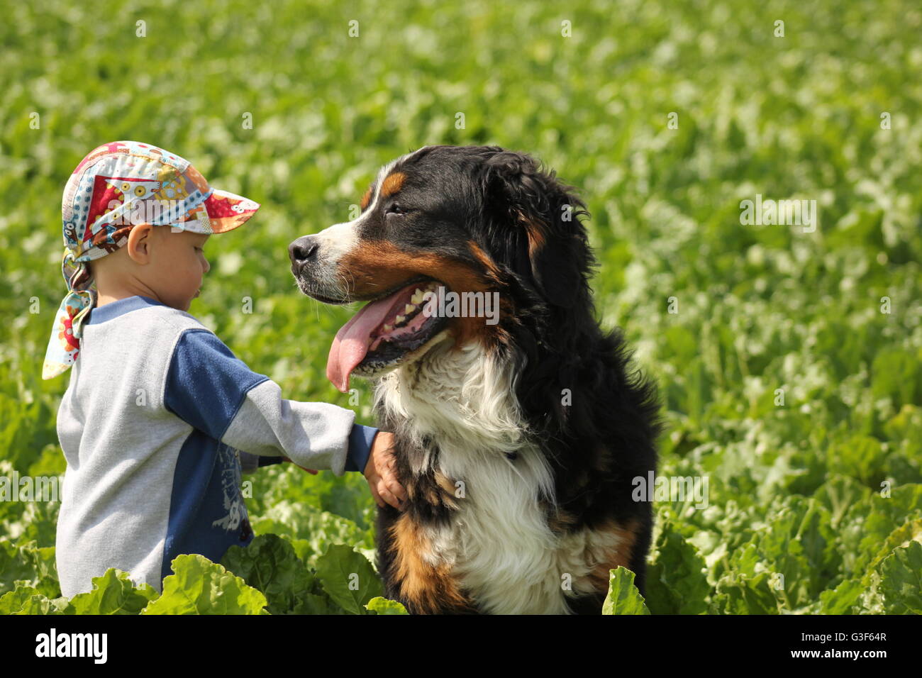 Little boy walking with his big dog Stock Photo Alamy