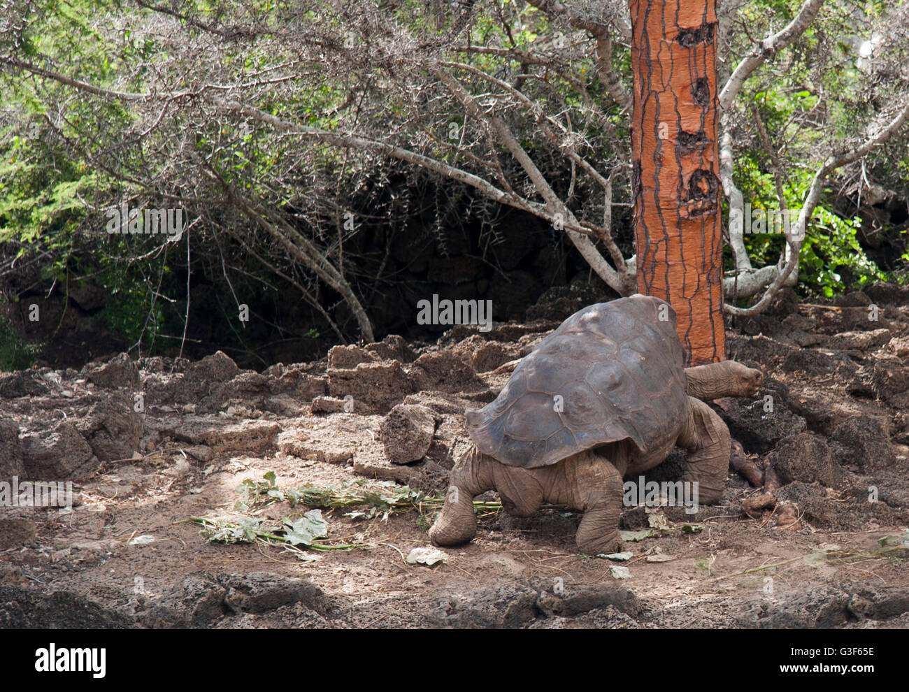 Lonesome George the last of his species. He is in captivity in the Charles Darwin Research Station on Santa Cruz Island. Stock Photo